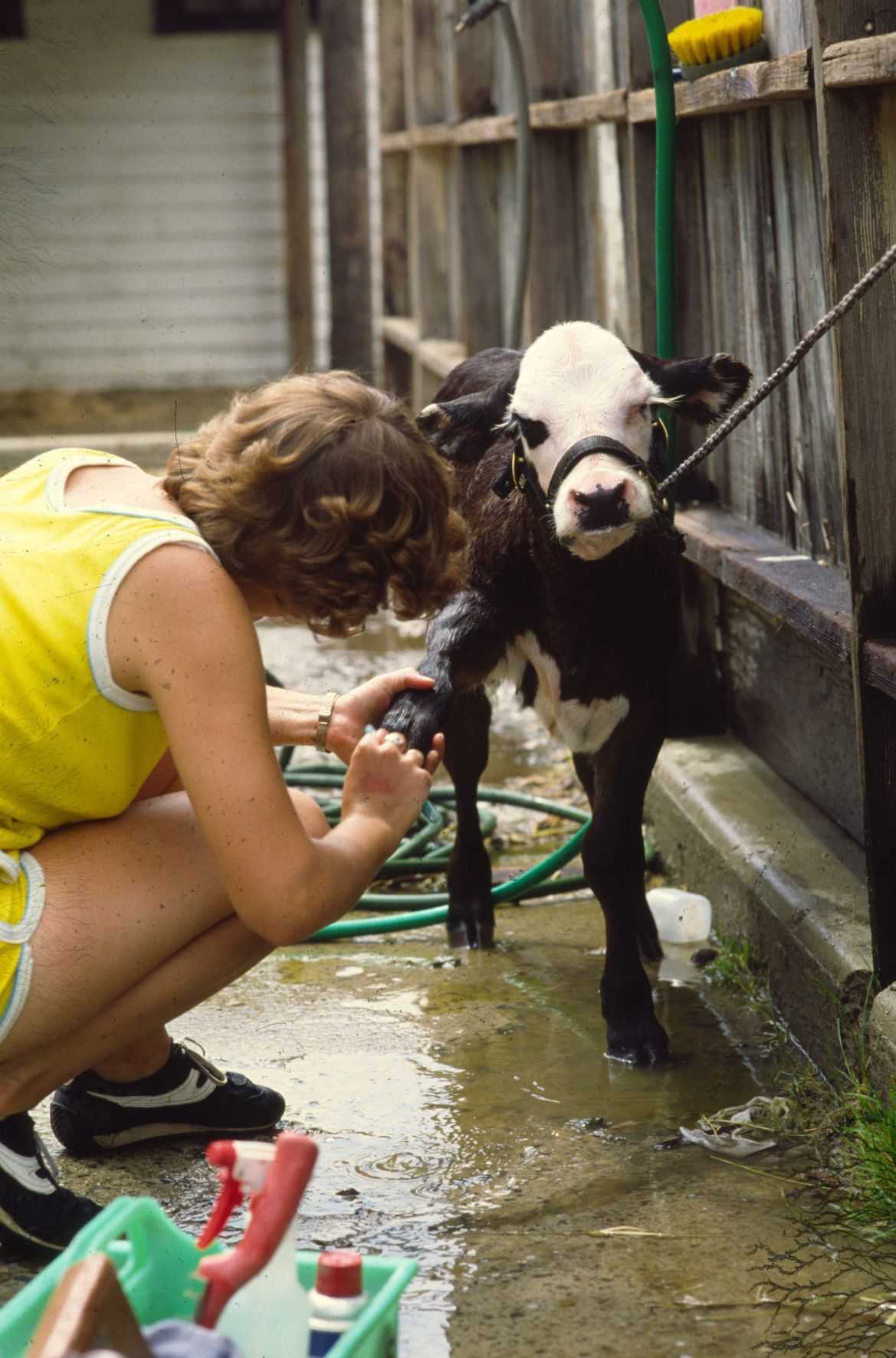 Calf receiving pedicure, 1980